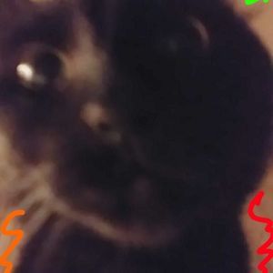 Meet your Posher, Nina